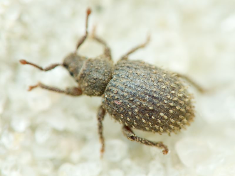 Cathormiocerus aristatus (Gyllenhal, 1827)
